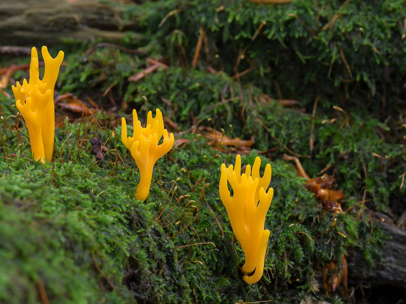 Calocera viscosa